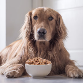 promoções em comida húmida para cães