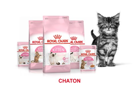 ROYAL CANIN BRAND PAGE - CAT Subpage - Grid Container - Stages of life - Kitten image