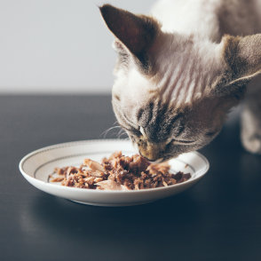 comida húmida para gatos