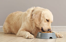 Comida adecuada para perros con sobrepeso
