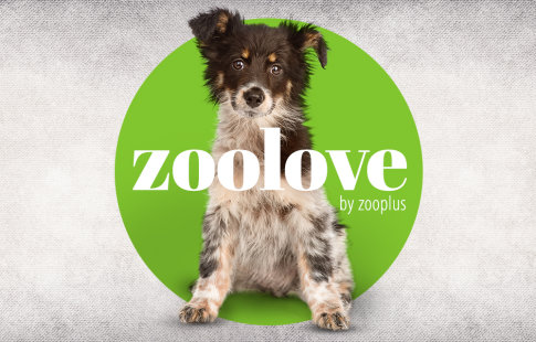 zoolove pour chien 