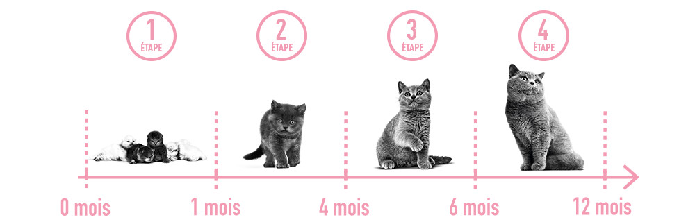 étapes croissance chaton