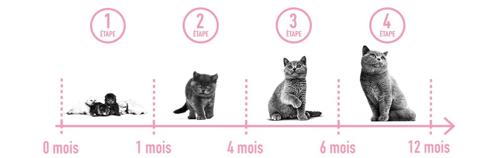 étapes croissance chaton