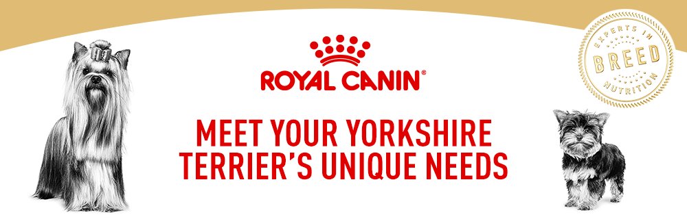 Meet your Yorkshire Terrier's unique needs
