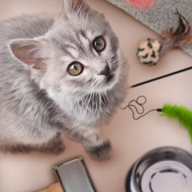Cat Team - Giochi per gatti - Cilindri mix colori - Box 36 pezzi - Cesarano  s.a.s.