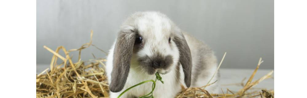High-quality hay should make up 85-90% of your rabbit's diet