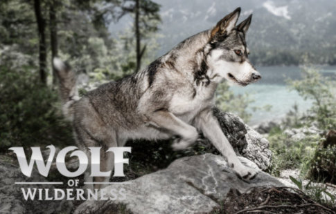 Wolf of Wilderness sans céréales pour chien, 100% inspiré du loup