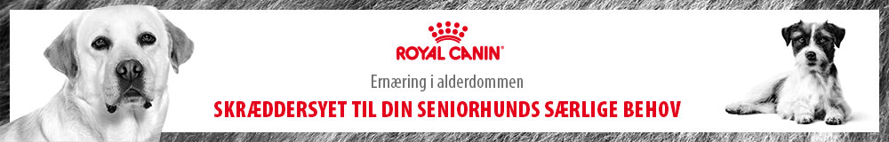 Royal Canin Senior Hund
