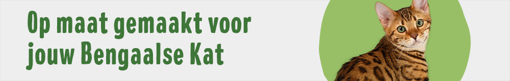 Bengaalse Kat