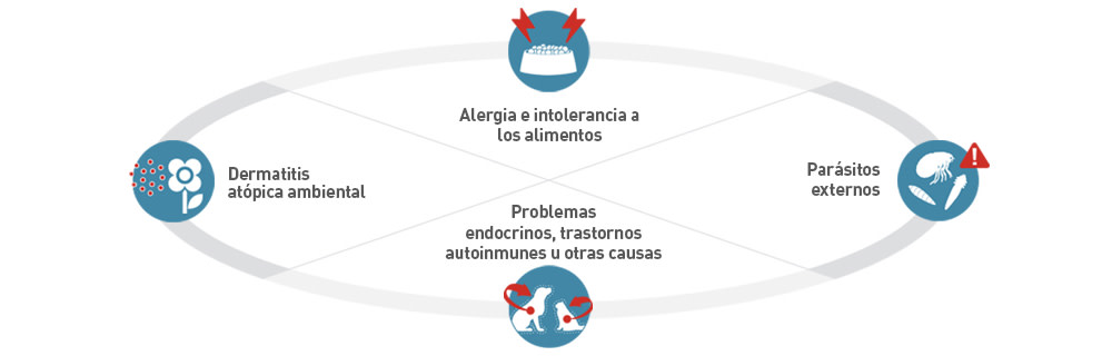 Causas de enfermedades de la piel en perros