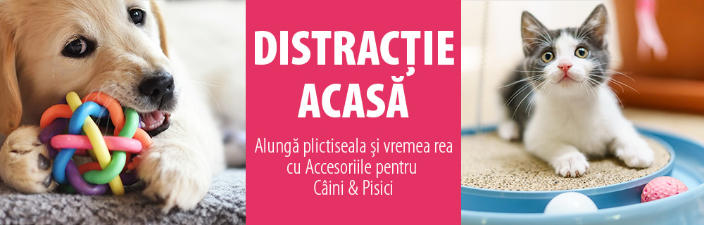Nu lasă ploaia 🌧️ să-ți strice ziua! Hai să ne distrăm acasă! 🤪 🐶😼