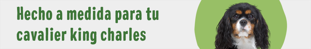 Cavalier king charles