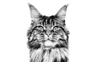 ROYAL CANIN BRAND PAGE - CAT Subpage - Category Carousel - Buy by Breed - Maine Coon image