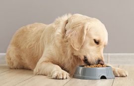 Hrana potrivită pentru câinii obezi  