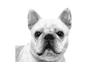 ROYAL CANIN BRAND PAGE - DOG Subpage - Category Carousel - Buy by Breed - Bouledogue francais image