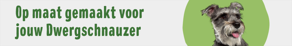 Dwergschnauzer
