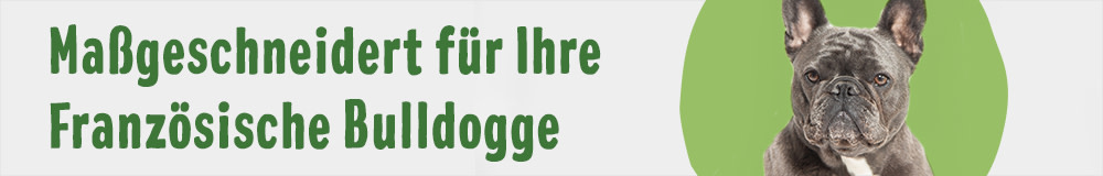 Französische Bulldogge