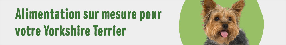 Alimentation sur mesure pour votre Yorkshire Terrier