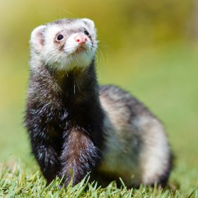 Ferret Food