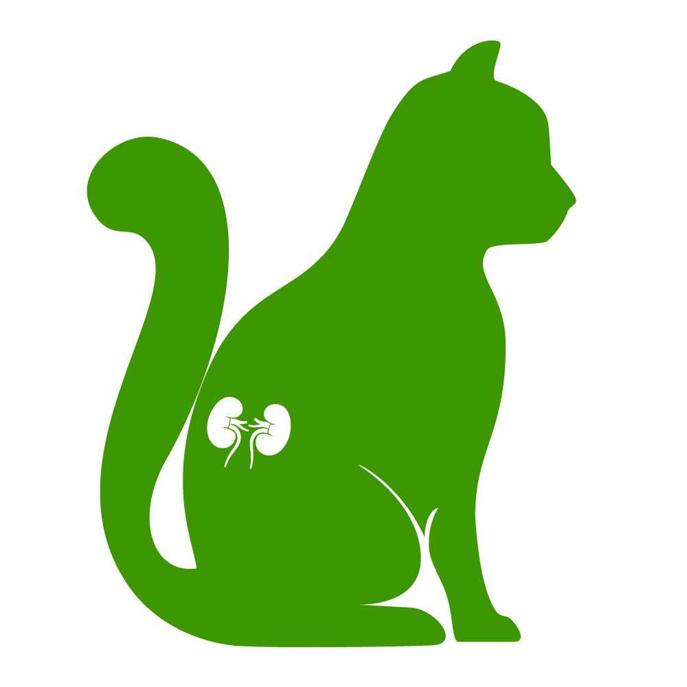 Cat - Renal