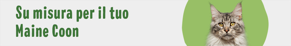 Cat Breed MaineCoon 1000x160 IT