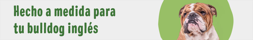 Bulldog inglés