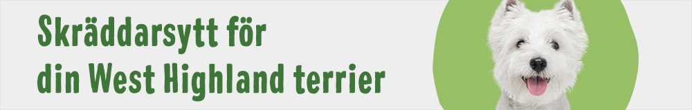 West Highland terrier