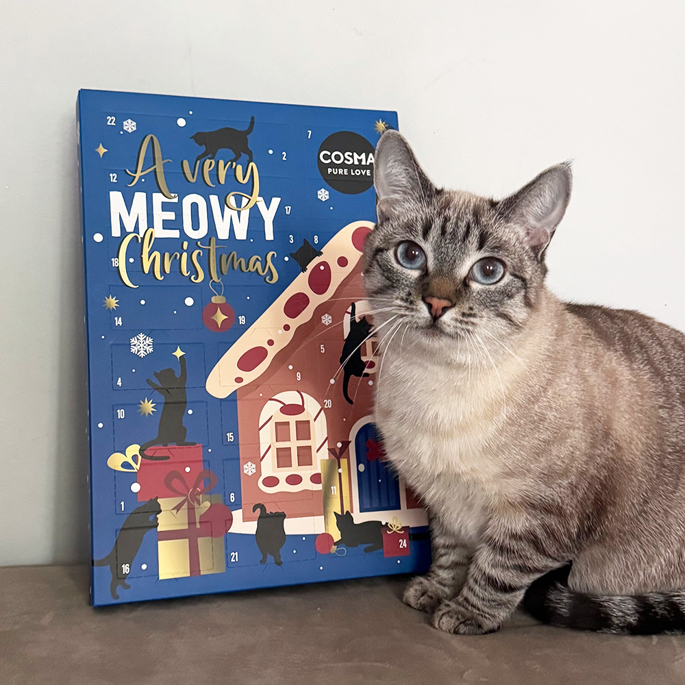  Kat med julekalender