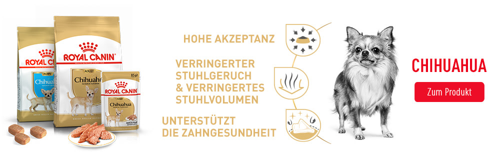 Chihuahua Rasse-Bedürfnisse