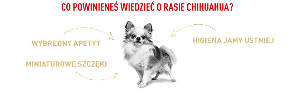 Co powinieneś wiedzieć o rasie Chihuahua?