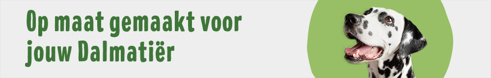 Dalmatiër 