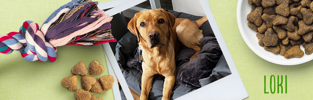 zooplusdogs-Loki