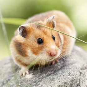 Hamster