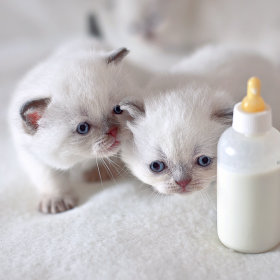 Lait et compléments pour chaton