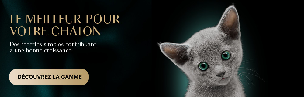 Sheba, comment résister ?