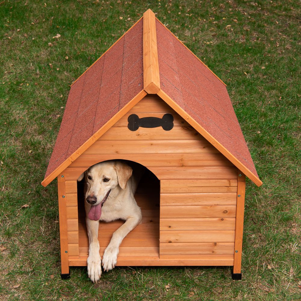 Dogs live in deals kennel