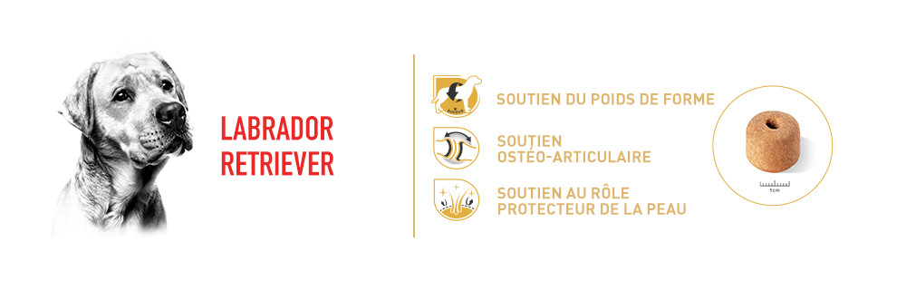 Royal Canin Breed Labrador Retriever