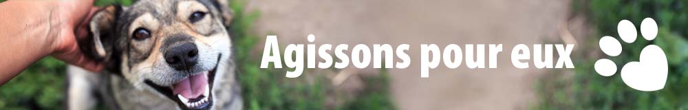 Animaux des refuges : agissons pour eux !