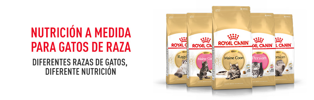 Royal Canin comida para gatos de raza