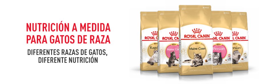 Royal Canin comida para gatos de raza
