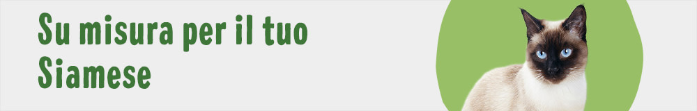 Cat Breed Siamese 1000x160 IT