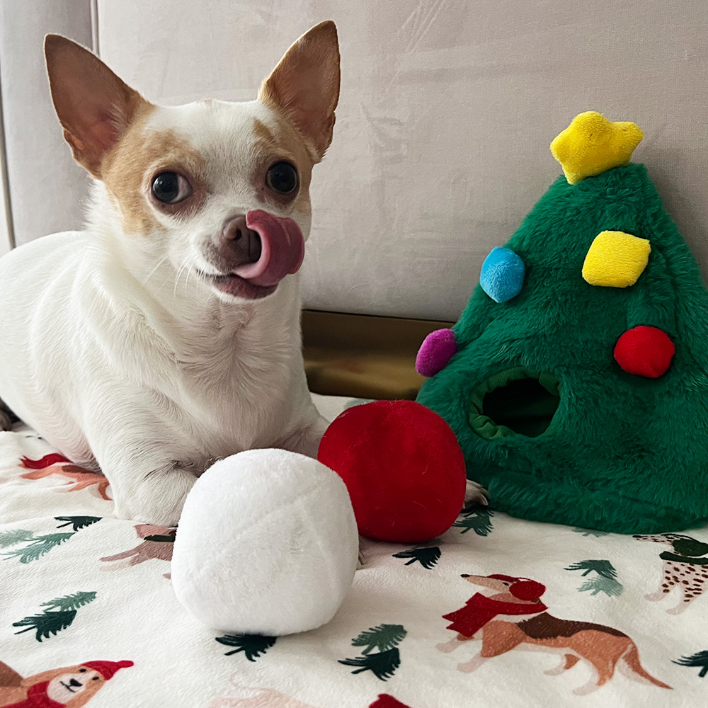  Hund med legetøj slikker sig om munden