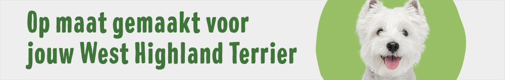 West Highland Terrier