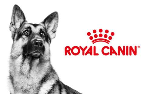 packs de degustação Royal Canin