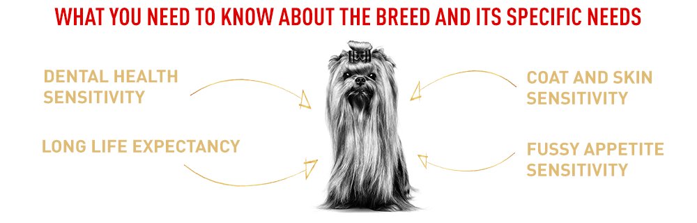 The specific needs of the Yorkshire Terrier