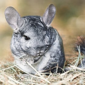 Chinchillas