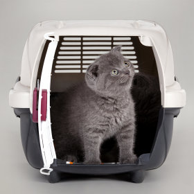 Accessoires de transport pour chaton