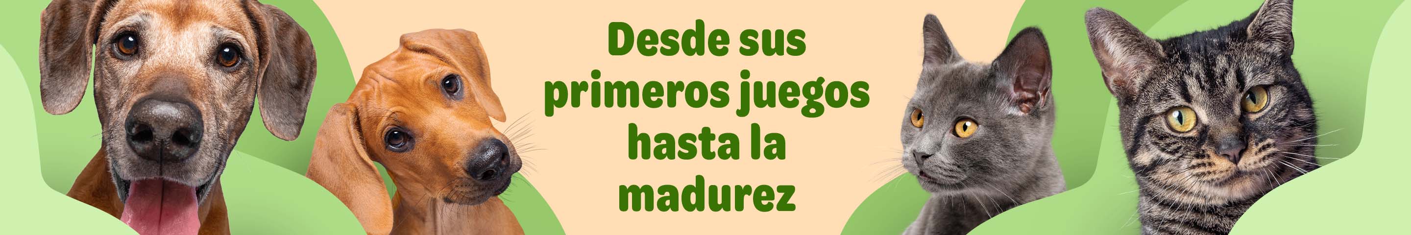  Etapas de la vida de un gato