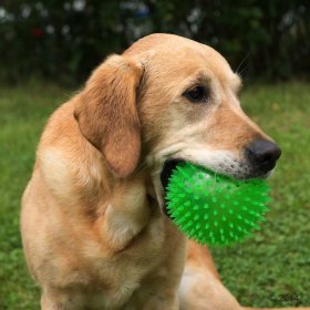 Bälle, Taue & Frisbees