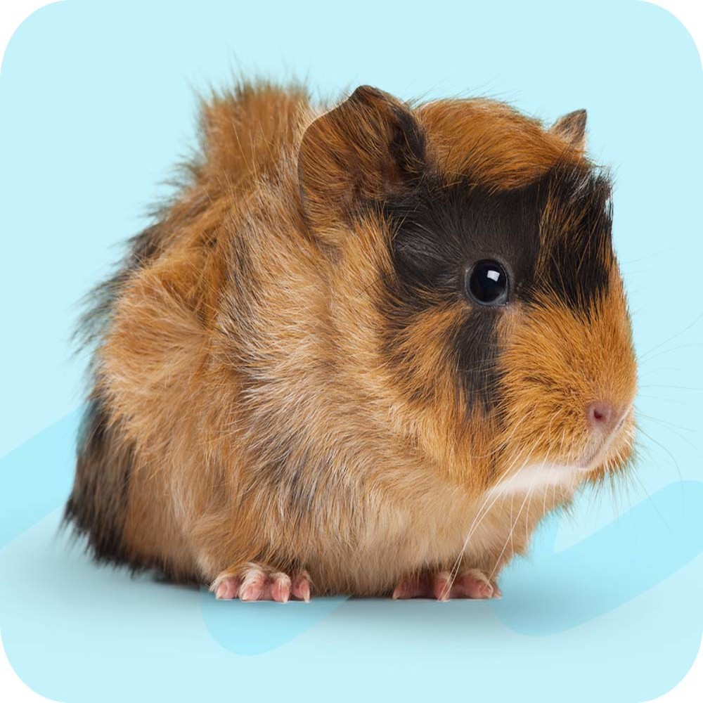 Ινδικά Χοιρίδια